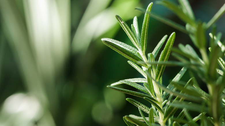 rosemary growing with other plants