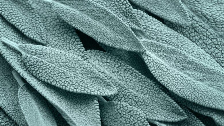 close up sage leaves