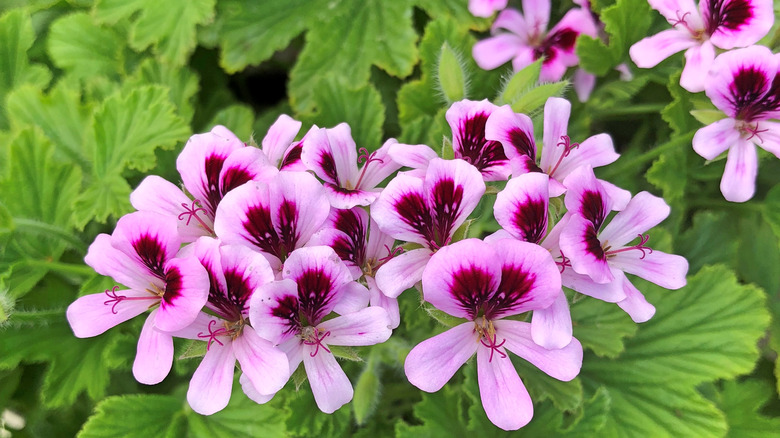 scented geraniums blooming in a bunch