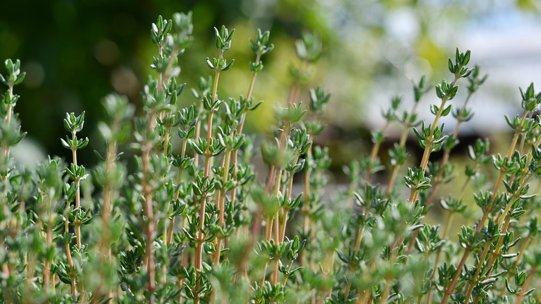 thyme growing outside