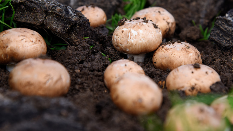 Cremini mushrooms growing in soil