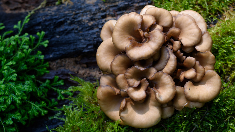 Maitake mushroom growing outdoors