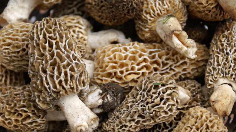 Morel mushrooms freshly harvested