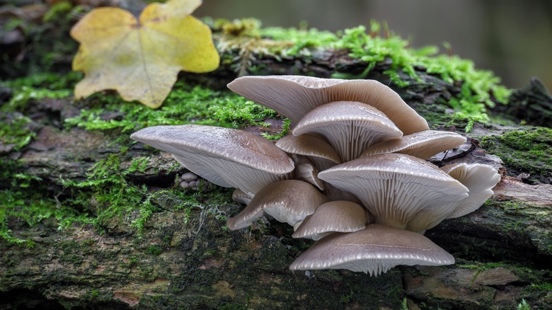 Pearl oyster growing on tree