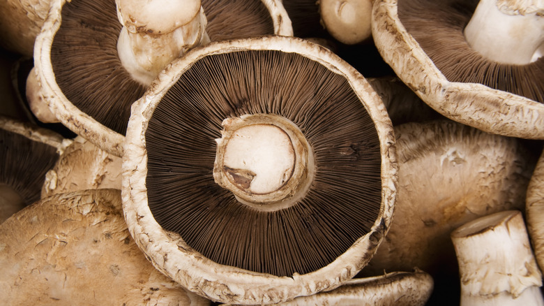 Undersides of portobello mushrooms