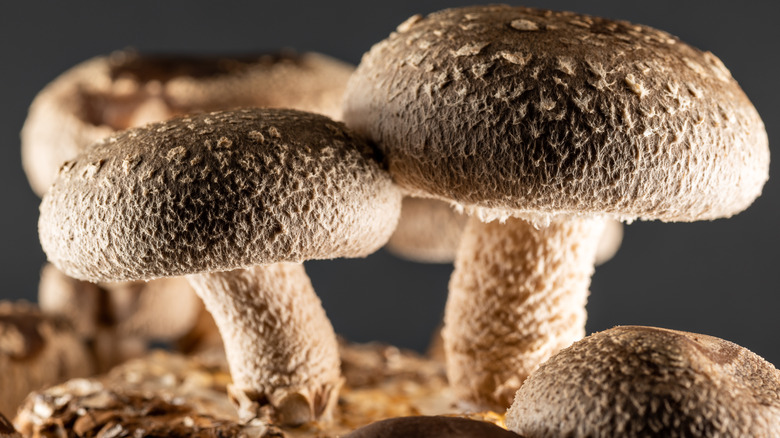 Shiitake mushroom grown at home