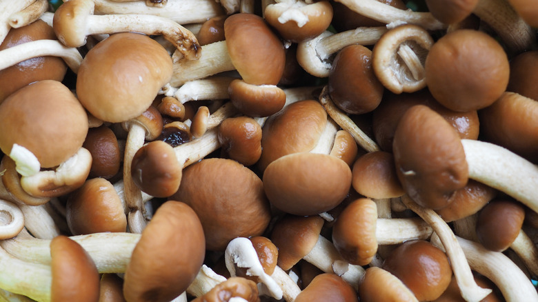 Velvet pioppini mushrooms freshly harvested