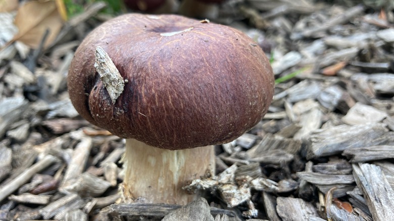 Wine cap mushroom growing outside