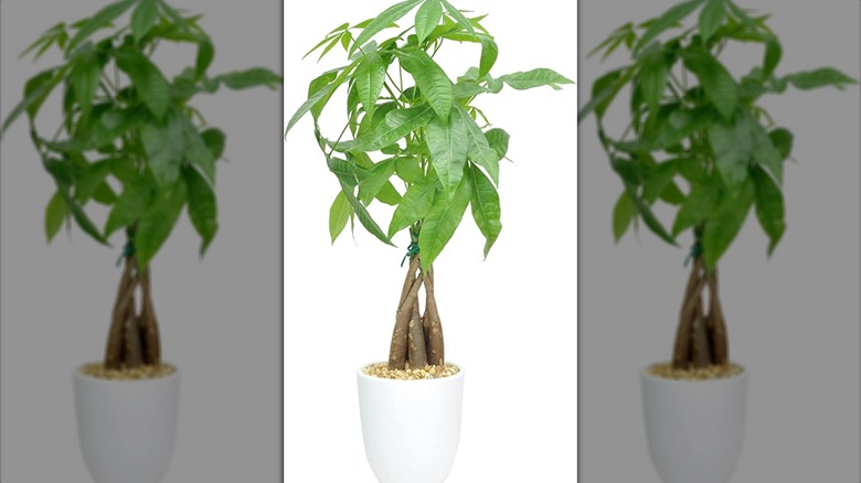 Live plant in white pot