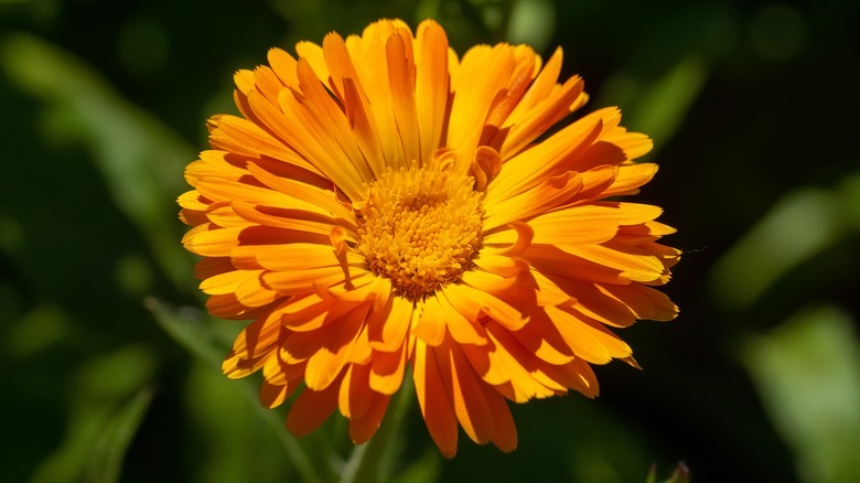 Calendula