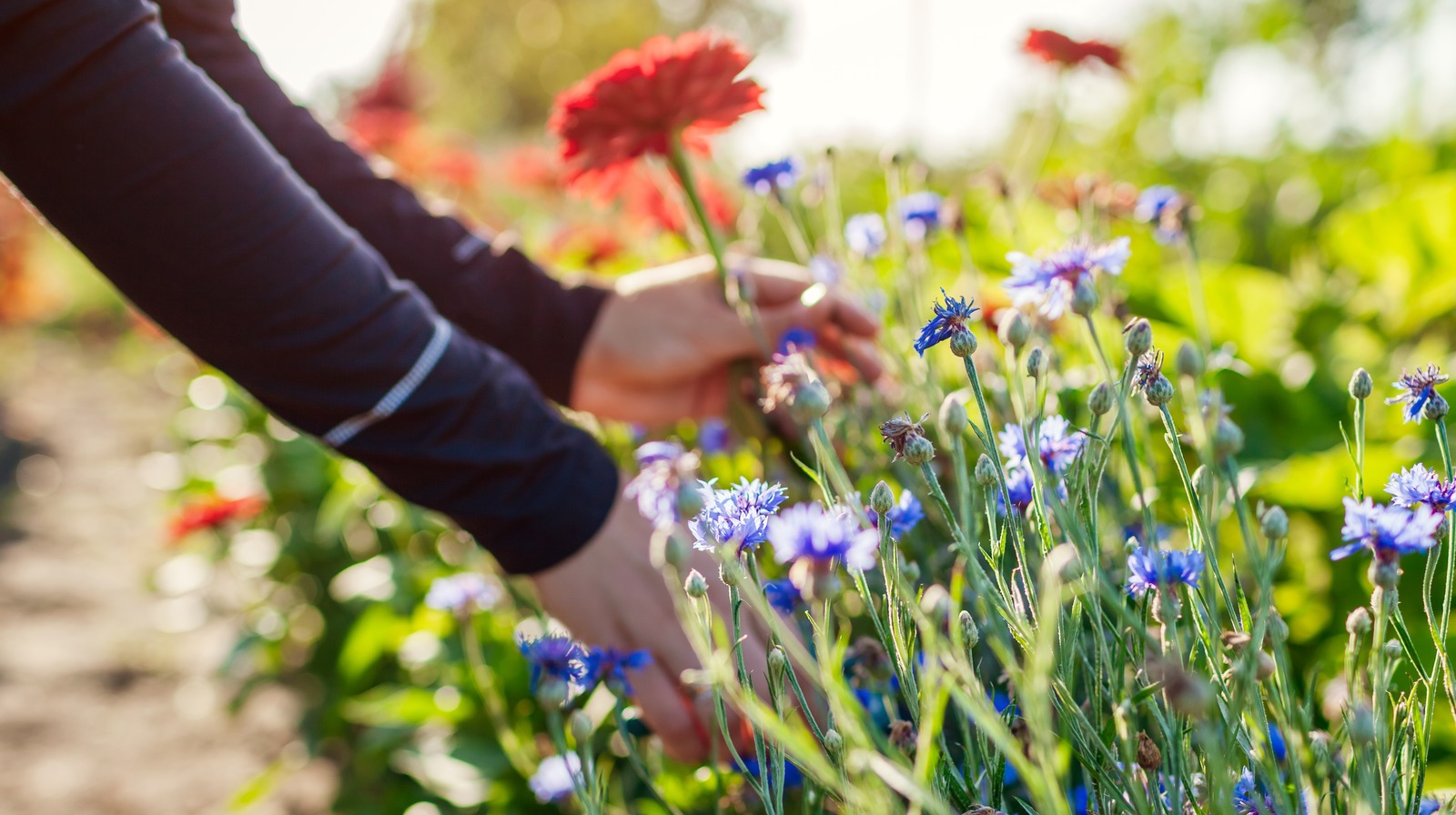 6 Easy, Fast-Growing Flower Seeds for Impatient Gardeners and