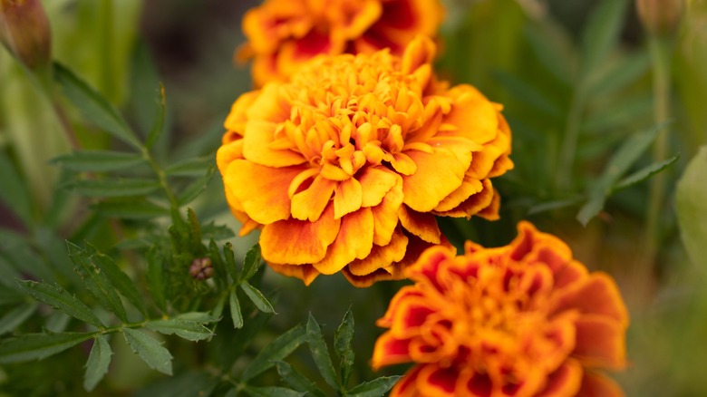 Marigolds