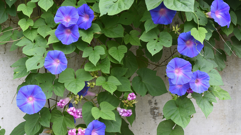 Morning glories 