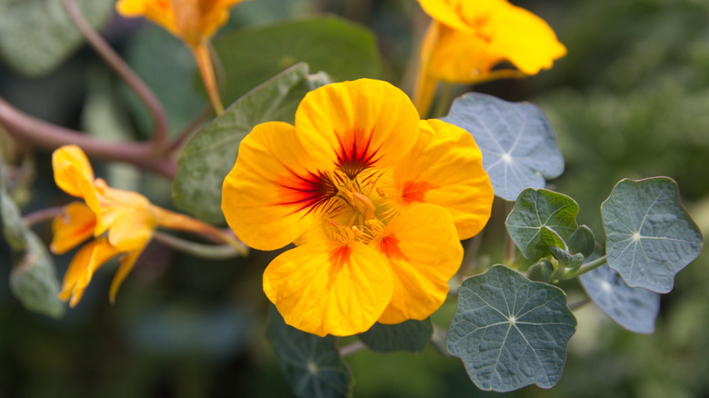 Nasturtium