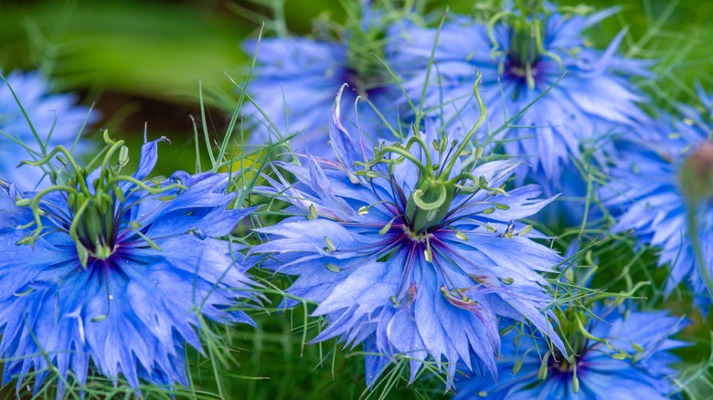 Nigella 