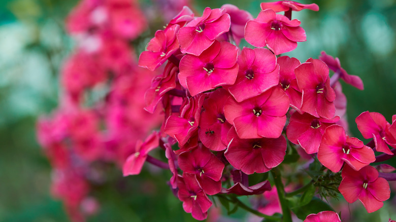 Phlox 