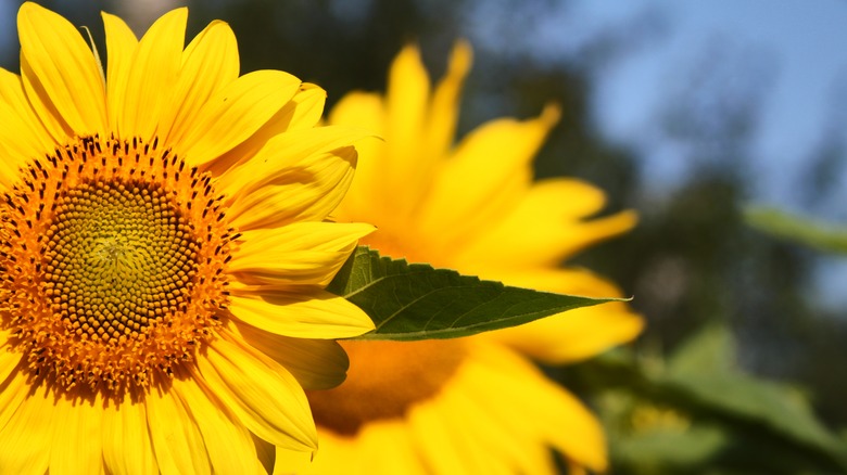 Sunflowers