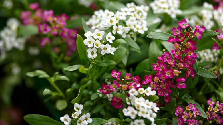 Sweet alyssum