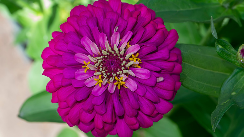 Zinnias 