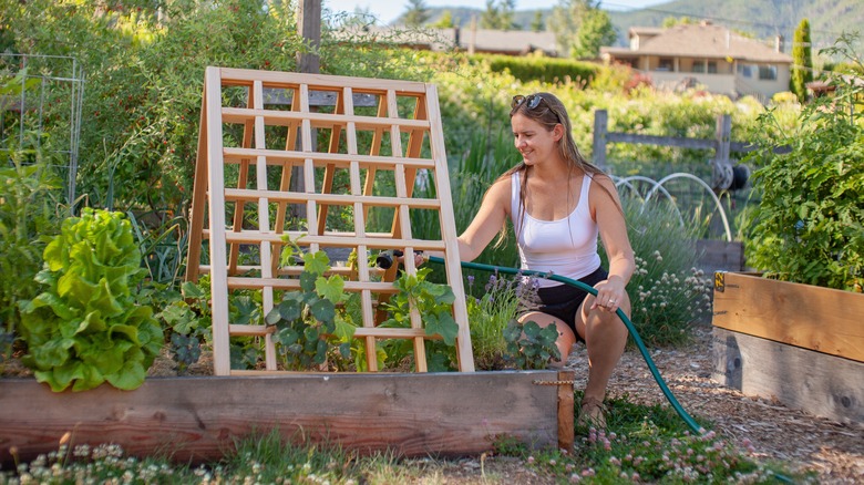 A woman waters plants growing up a cedar trellis