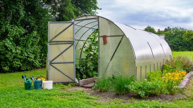 Watering cans sit near a simple garden greenhouse