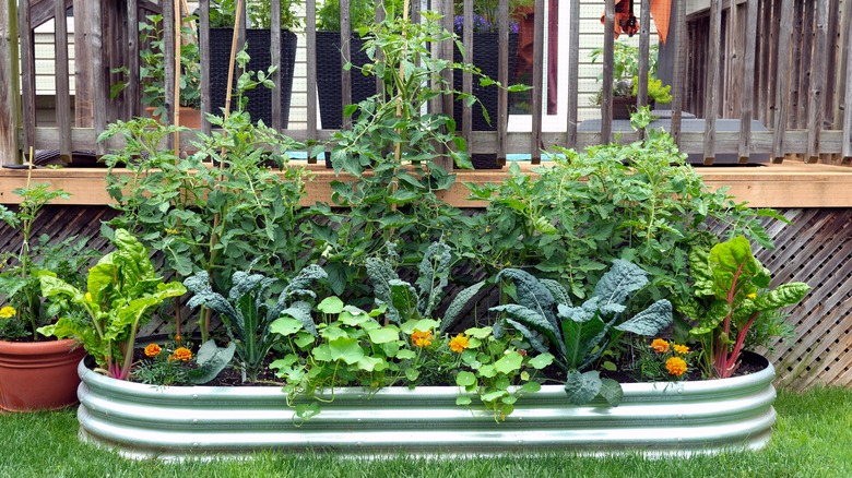 Lush vegetables grow in a stainless steel raised garden bed