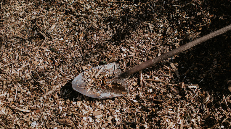 A shovel lays in a pile of wood mulch