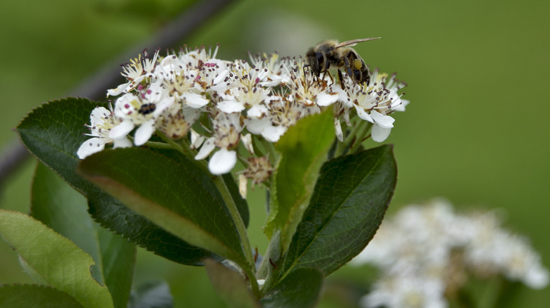 bee on chokeberry flower