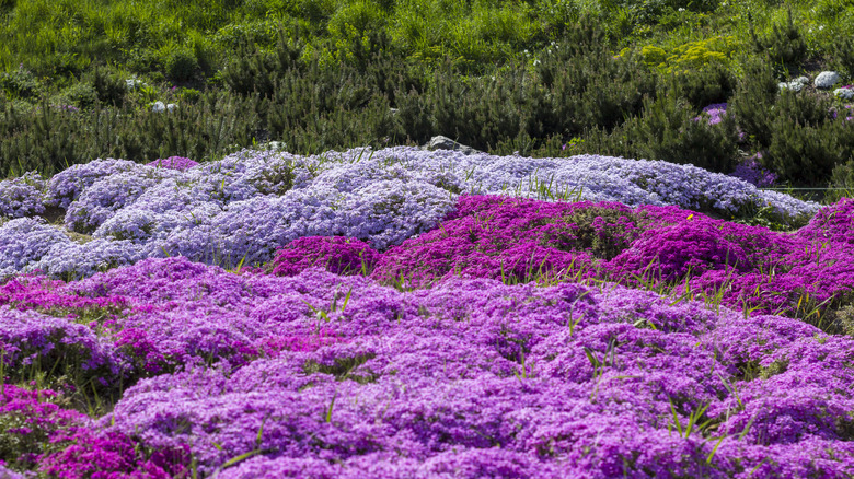 field of creeping phlox