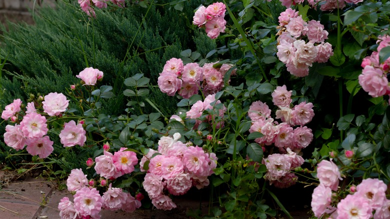creeping pink satina groundcover roses