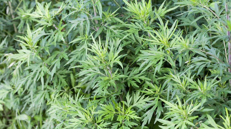 mugwort plants