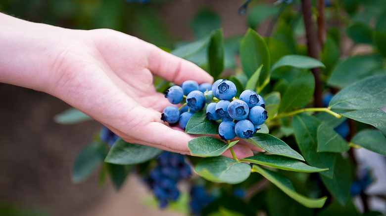 inspecting ripe blueberries