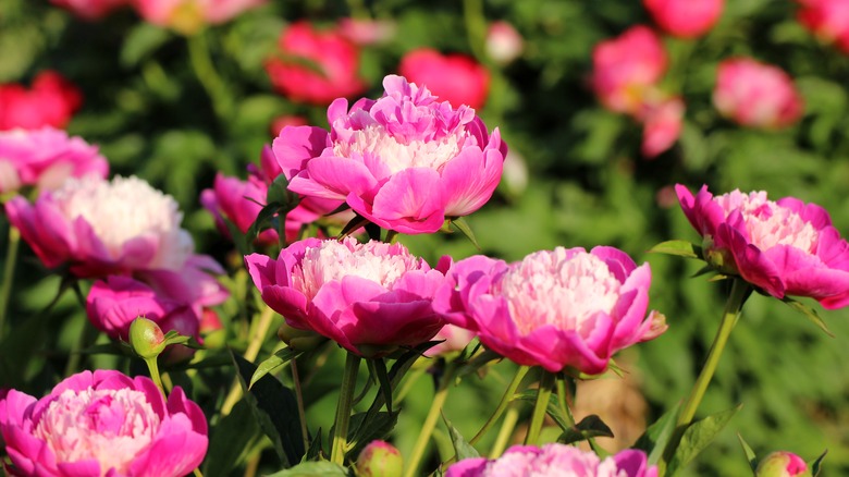 fuchsia and pink peonies