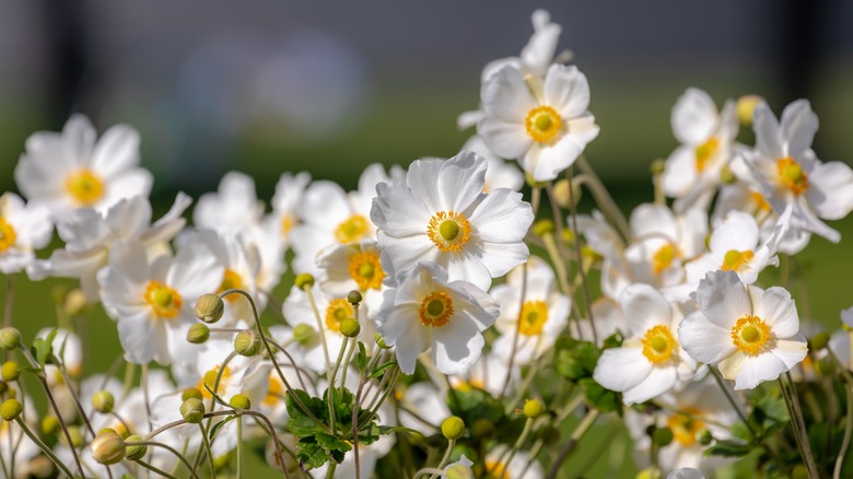 Japanese anemone