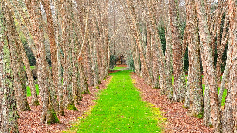 pathway lined with river birch trees