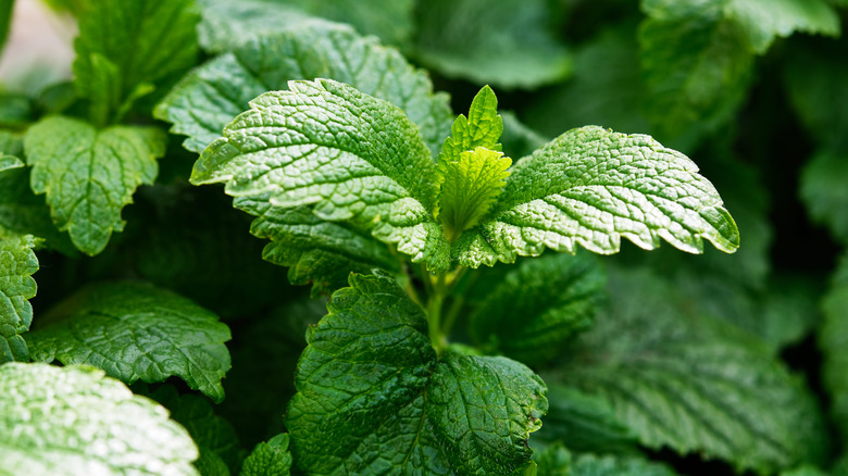 lemon balm herb