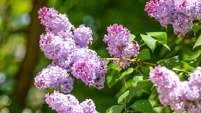 flowering lilac bush