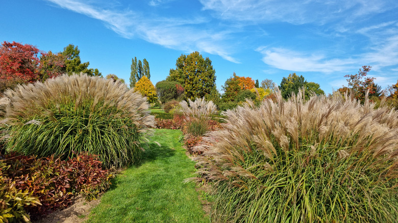 ornamental grasses in garden