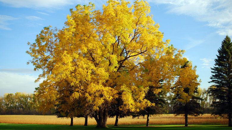 black walnut tree in autumn