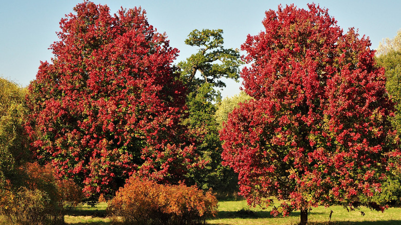 twin red maple trees