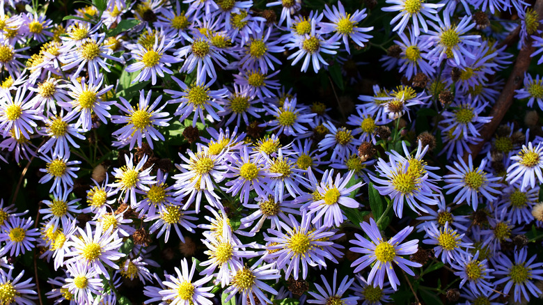 smooth blue aster