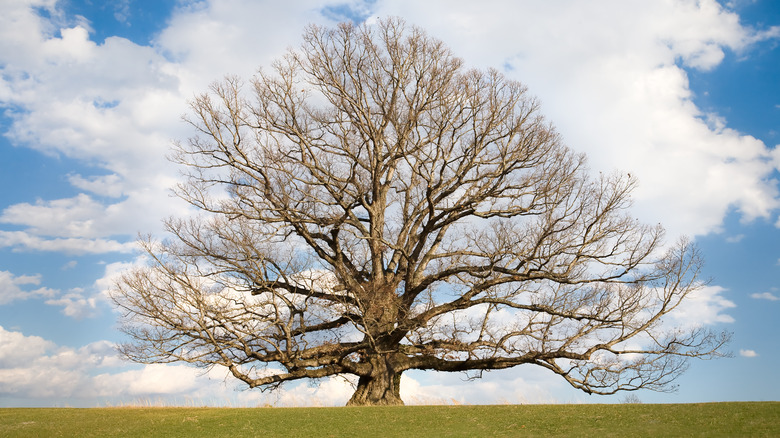 sprawling white oak tree