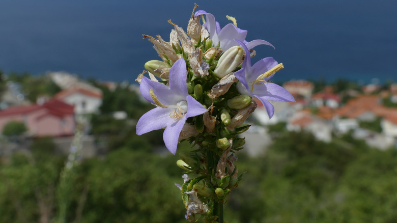 Flowering chimney bellflower 