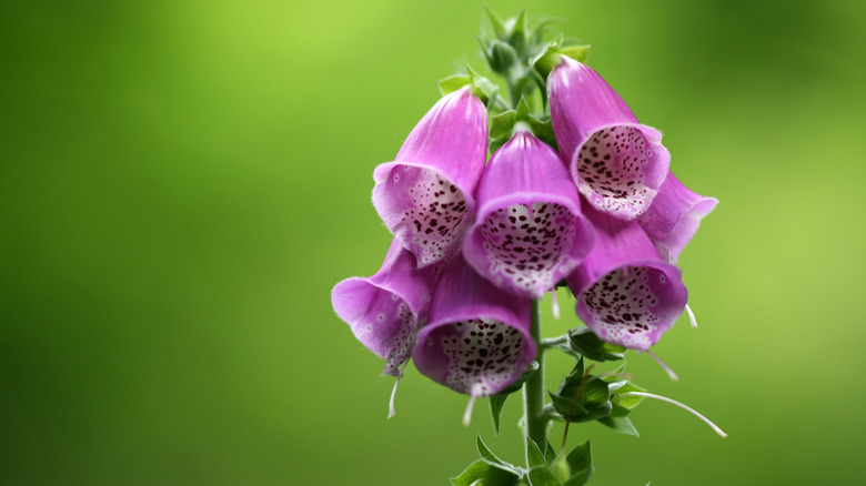 Foxglove plant