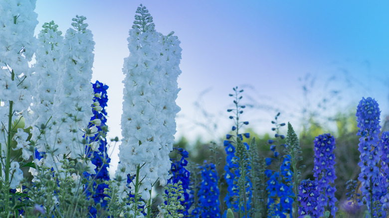 Candle Delphinium flowers