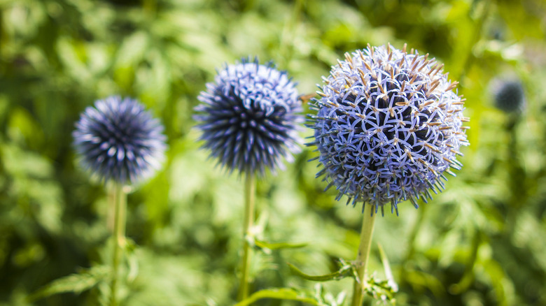 The Globe Thistle