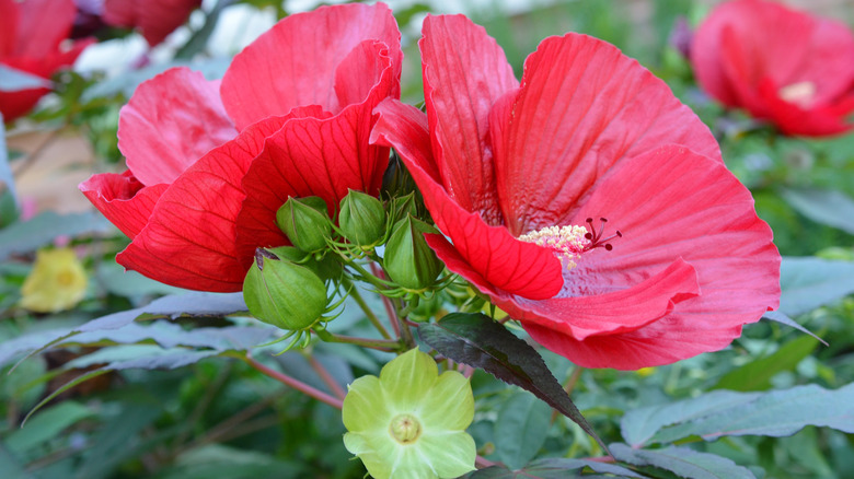 hardy hibiscus flower garden