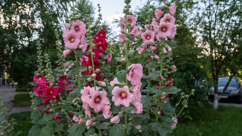 Blooming pink and red mallow
