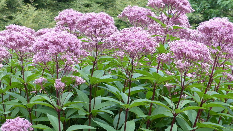 the joe pye weed