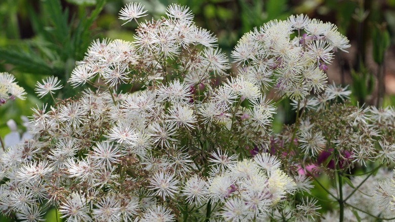 White meadow rue